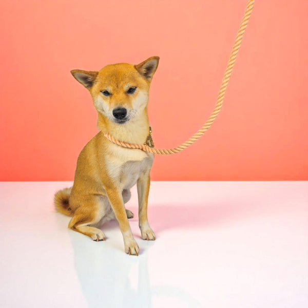 Rope Leash Durable Dog Walking Lead Strong Pet Training Strap